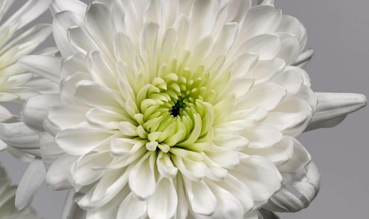 仏壇に供える仏花・白菊のアレンジメント