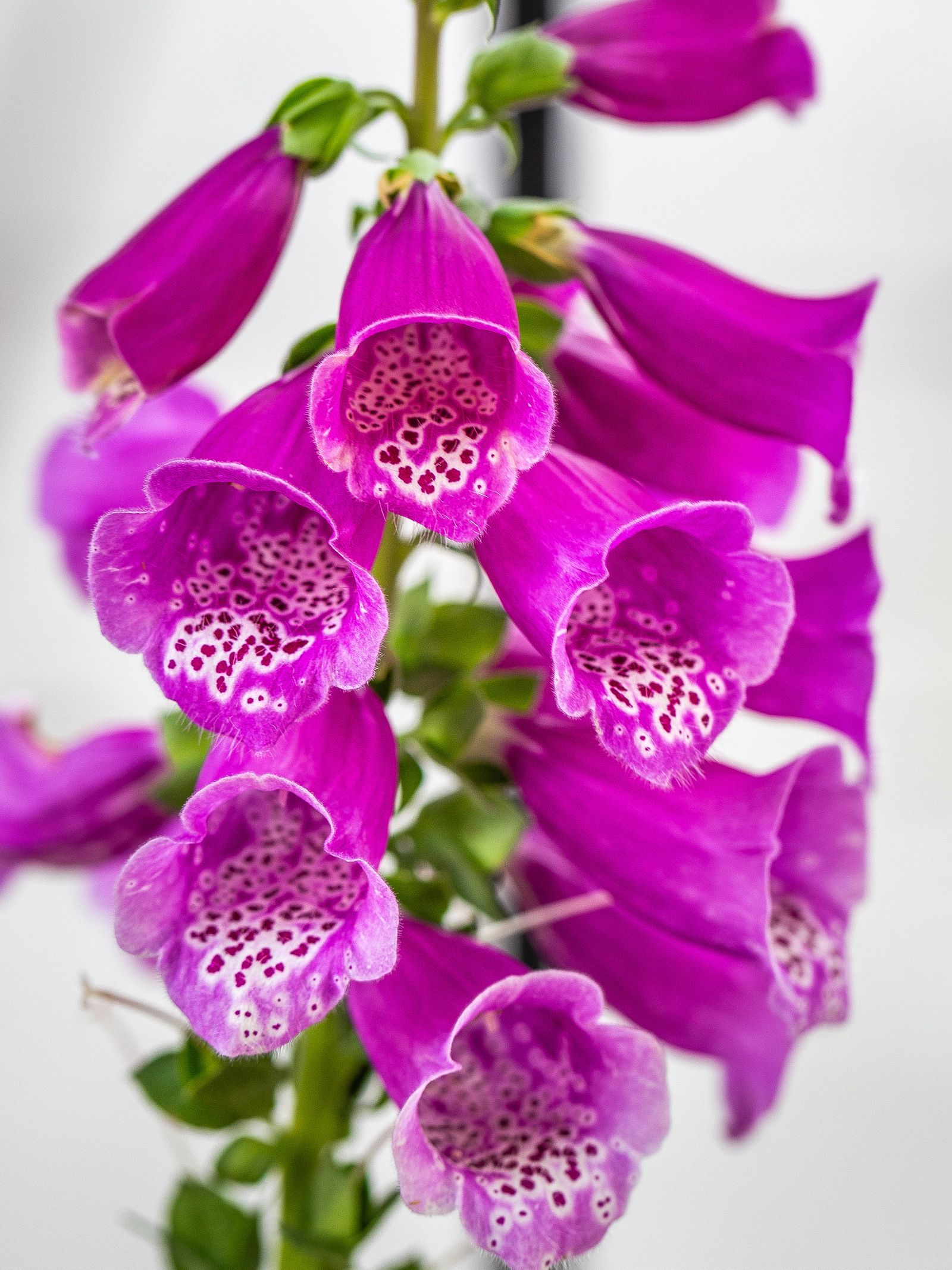 紫色の筒状の花を咲かせるジギタリス（キツネノテブクロ）