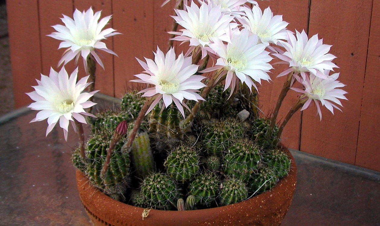 ペットのお悔やみに贈る優しい色合いの小さな花束