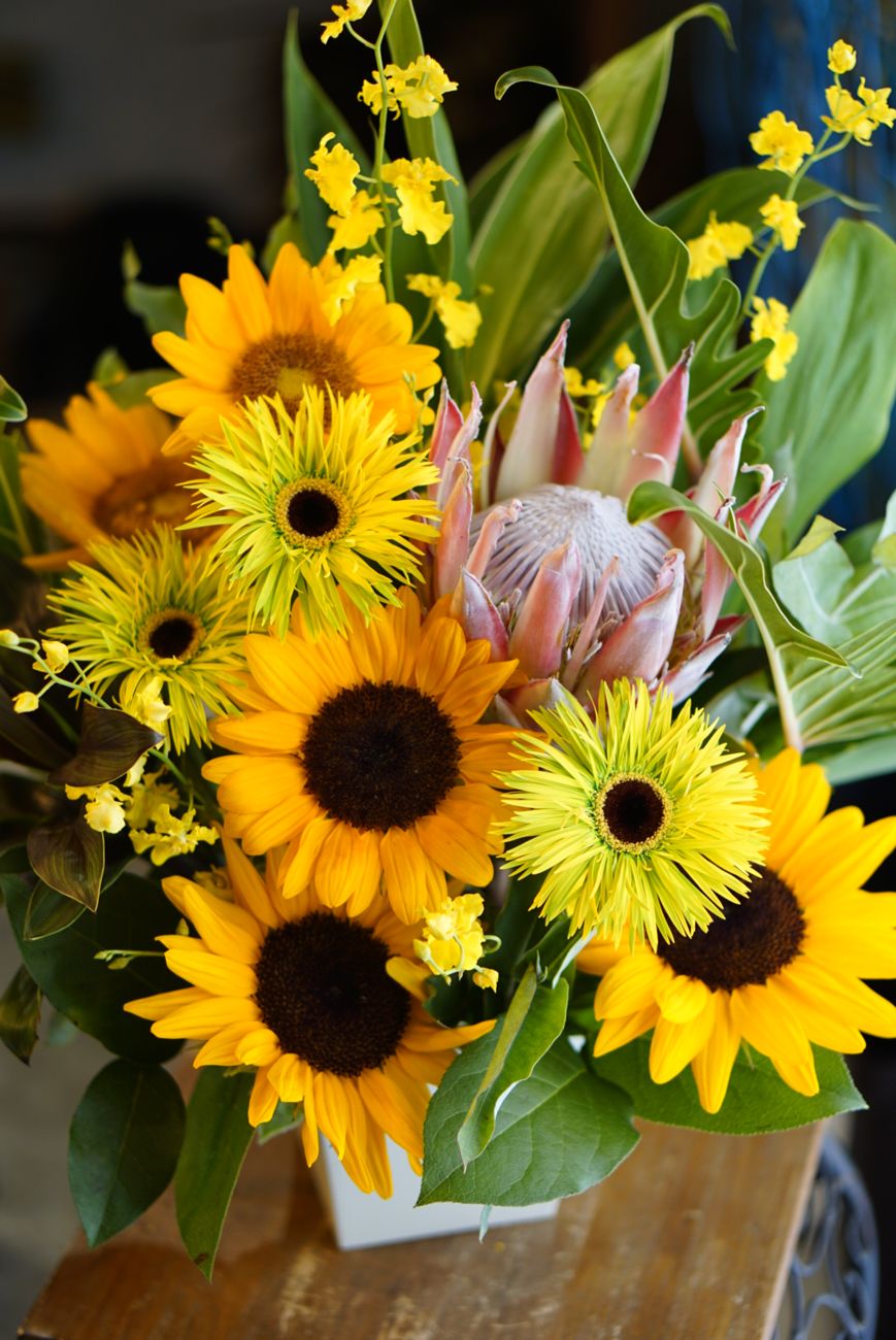 sunflower, midsummer