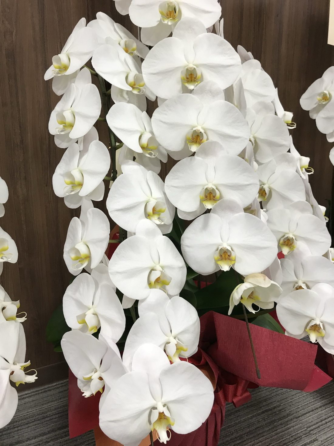 白の大輪胡蝶蘭・3本立て（開店・就任祝い）