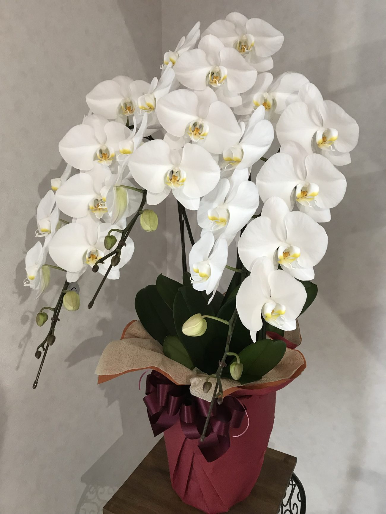 高松・白坂花店の胡蝶蘭（白の大輪・3本立て）